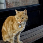 娱乐吃瓜酱小猫坐公交车,萌宠坐公交，趣味横生一幕