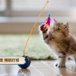 娱乐吃瓜酱猫拦截,揭秘娱乐圈幕后真相，吃瓜群众揭秘大事件
