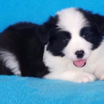 纯种边境牧羊犬价格,价格揭秘与选购指南