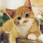 娱乐吃瓜君猫咪摇头,揭秘吃瓜君的萌态瞬间