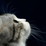 娱乐吃瓜君和猫,揭秘娱乐圈的萌宠趣事
