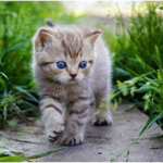 娱乐吃瓜酱营业的猫,揭秘吃瓜酱营业的猫界风云