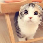 娱乐吃瓜君折耳猫视频,萌态百出，笑料连连