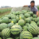 吃瓜的娱乐号是什么