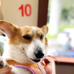 娱乐吃瓜酱忠犬琪哥,娱乐吃瓜酱的忠实守护者